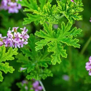 nCitronela Plus nano protective botanical skincare ingredient