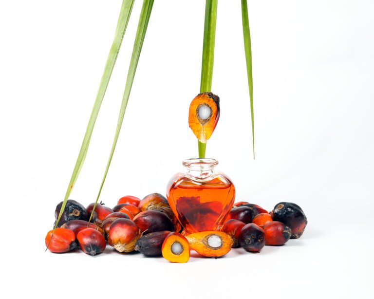 Batana oil in a glass bottle with palm fruits, a natural cosmetic ingredient for nourishing hair and skin.
