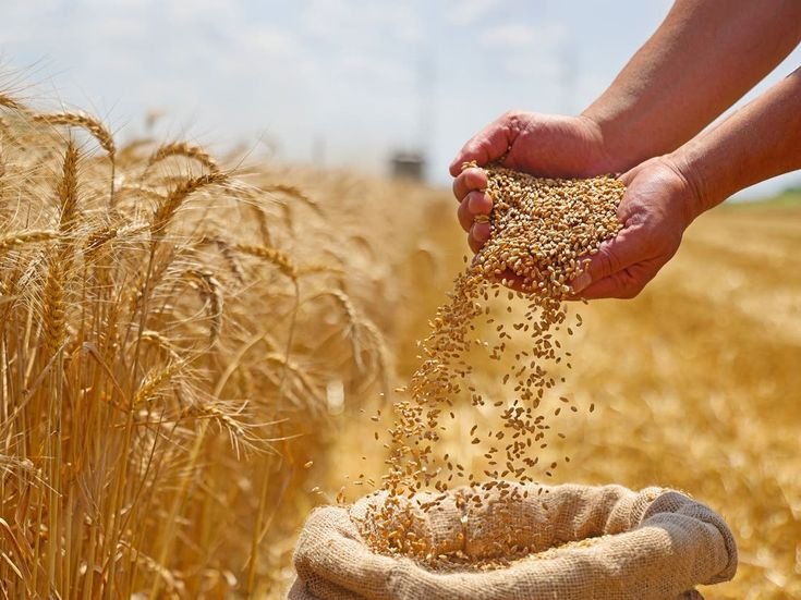 Rice PDRN plant-based PDRN skin renewal and hydration ingredient