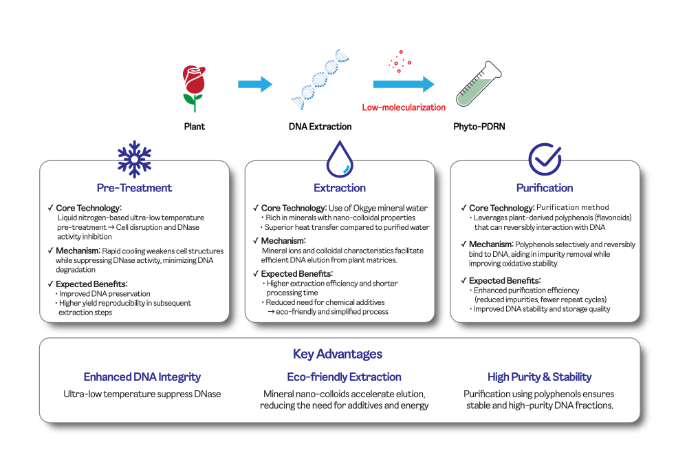 Process flow of Phyto PDRN production, including pre-treatment, extraction, and purification using plant-based methods for high purity and stability.