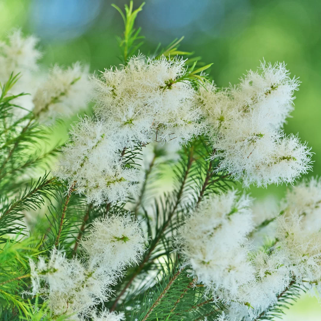 nMelaleuca nano tea tree oil soothing skincare ingredient