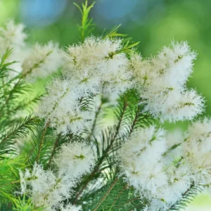 nMelaleuca nano tea tree oil soothing skincare ingredient