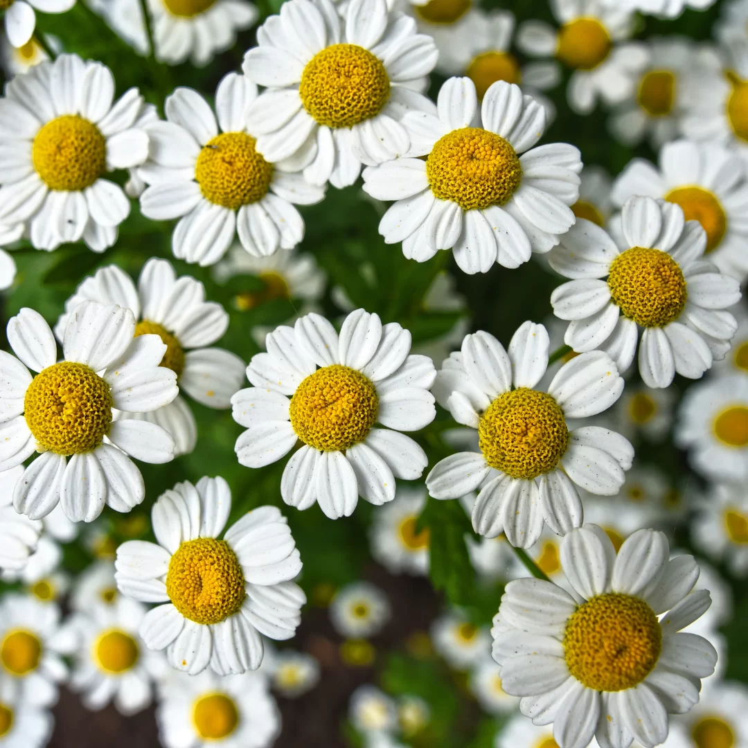 nChamomile nano calming botanical skincare ingredient