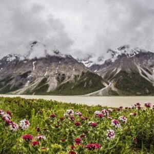 STELLAR natural active for skin renewal and repair