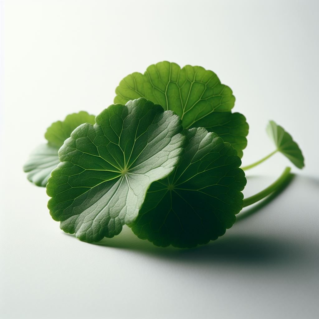Centella asiatica leaves (CICA) for cosmetic formulation; triterpene source for soothing, barrier support, and resilience