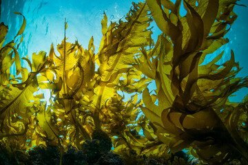 Algae in cosmetics — classification, composition, and benefits