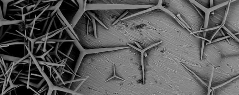 Marine sponge spicules in skincare – natural microneedles for advanced skin delivery