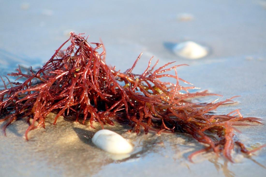 Red algae carrageenan for skin barrier hydration and cosmetic formulation