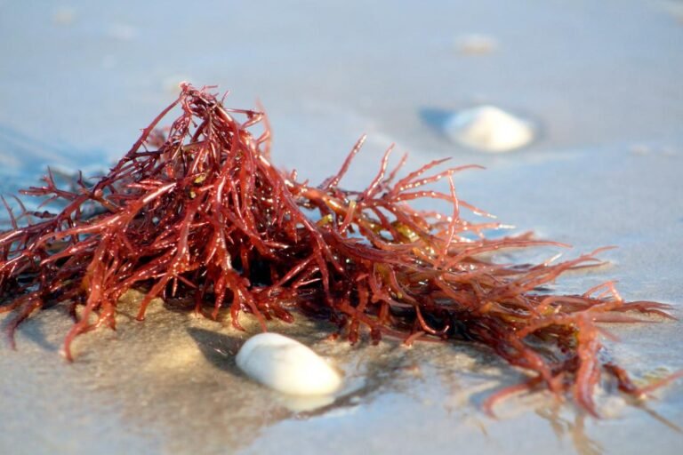 Red algae carrageenan for skin barrier hydration and cosmetic formulation