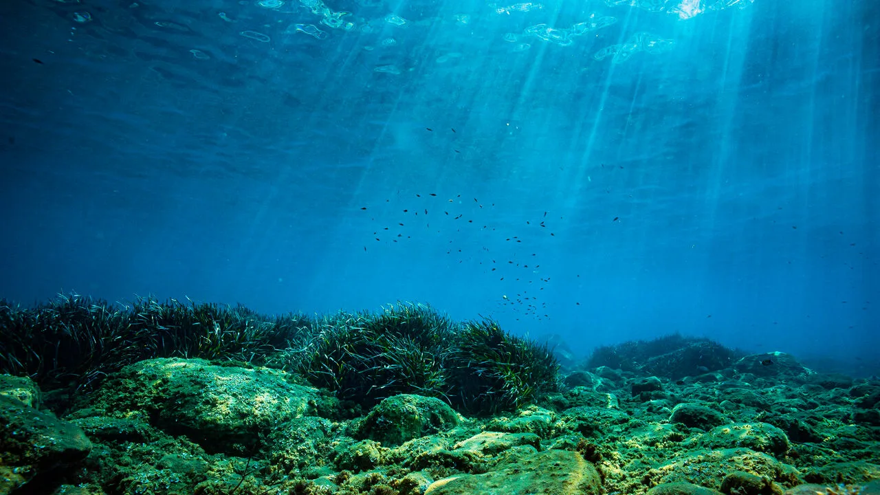 Deep-sea peptides and marine microbiome actives improving barrier strength