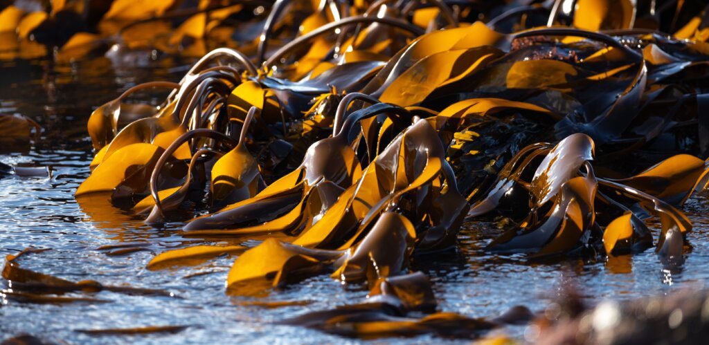 Image highlighting laminarin extracted from brown algae and its role in hydration support, barrier defense, and overall skin wellness.
