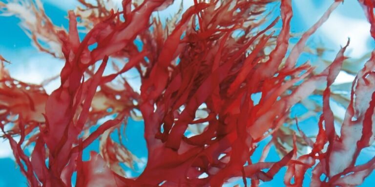Sulfated galactans from red algae used for hydration and skin barrier repair in cosmetic formulations
