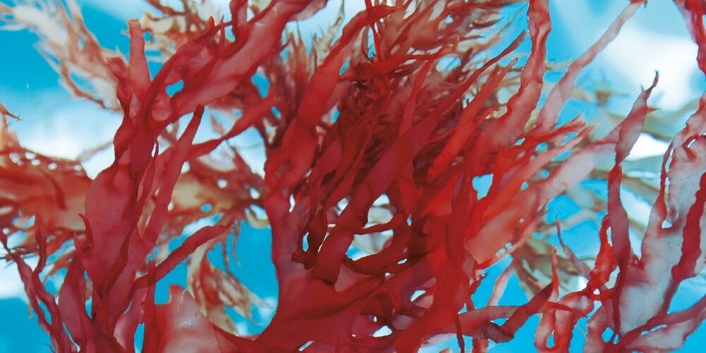 Sulfated galactans from red algae used for hydration and skin barrier repair in cosmetic formulations