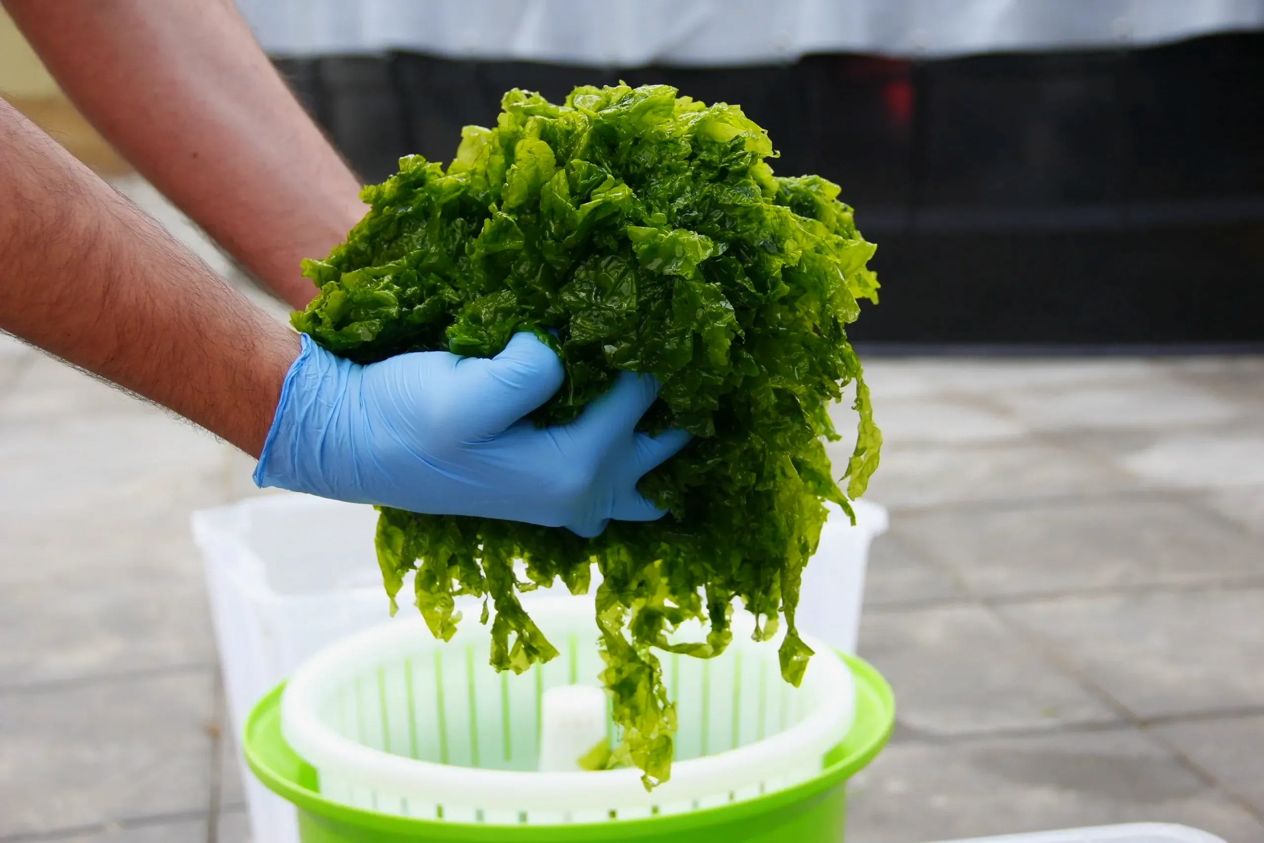 Ulvan from green algae used in skincare for barrier defense and soothing