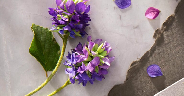 fermented bakuchiol for sensitive skin retinol alternative