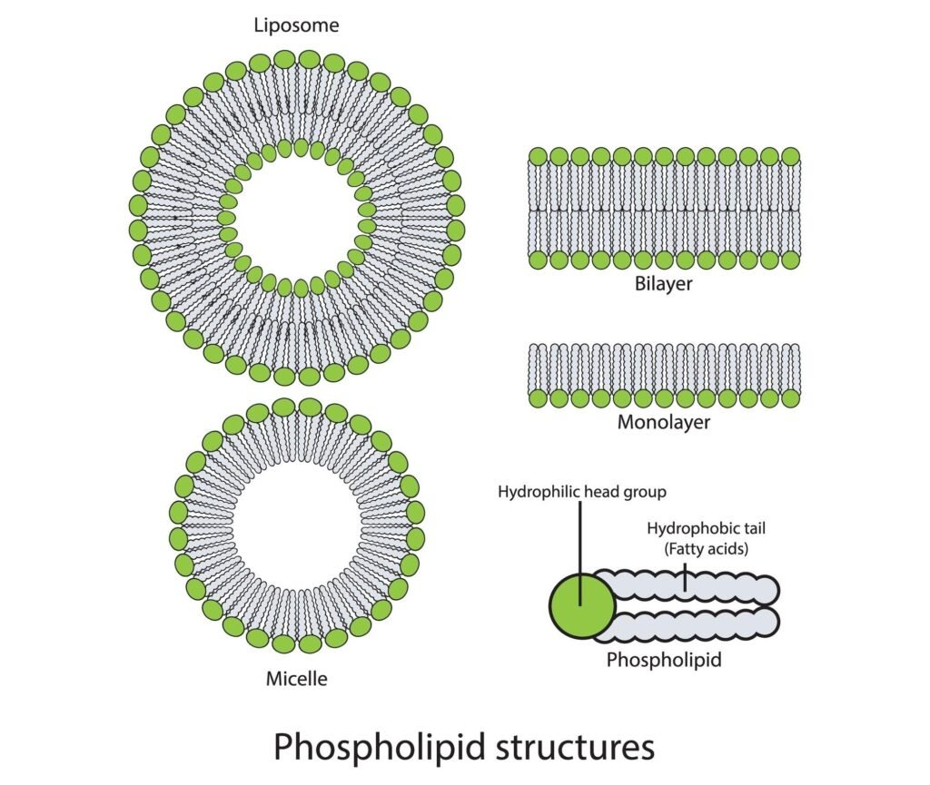 Diagram illustrating how a phospholipid molecule's hydrophilic head and hydrophobic tails form key structures like the Bilayer, Monolayer, Liposome, and Micelle.