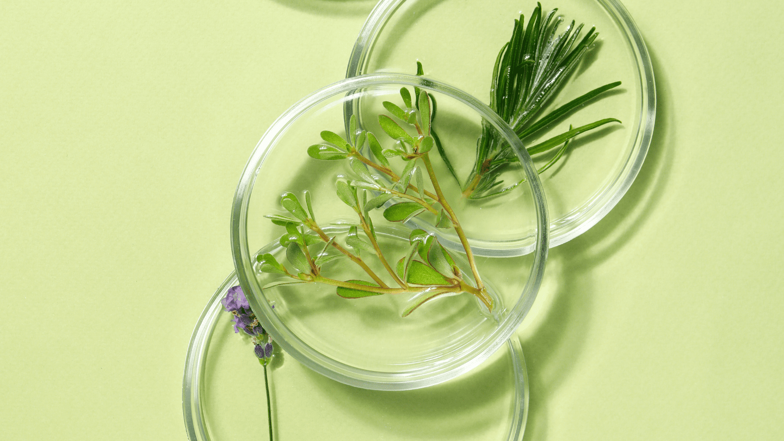 Lipo Plant Extracts – Oil-Soluble Botanical Extracts for Skin and Hair Care