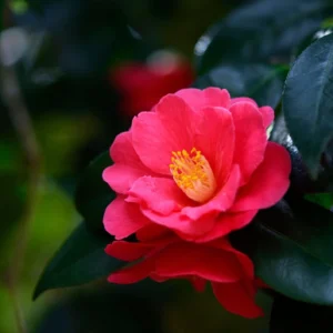 camellia flower in the background for enhanced skin vitality and hydration.