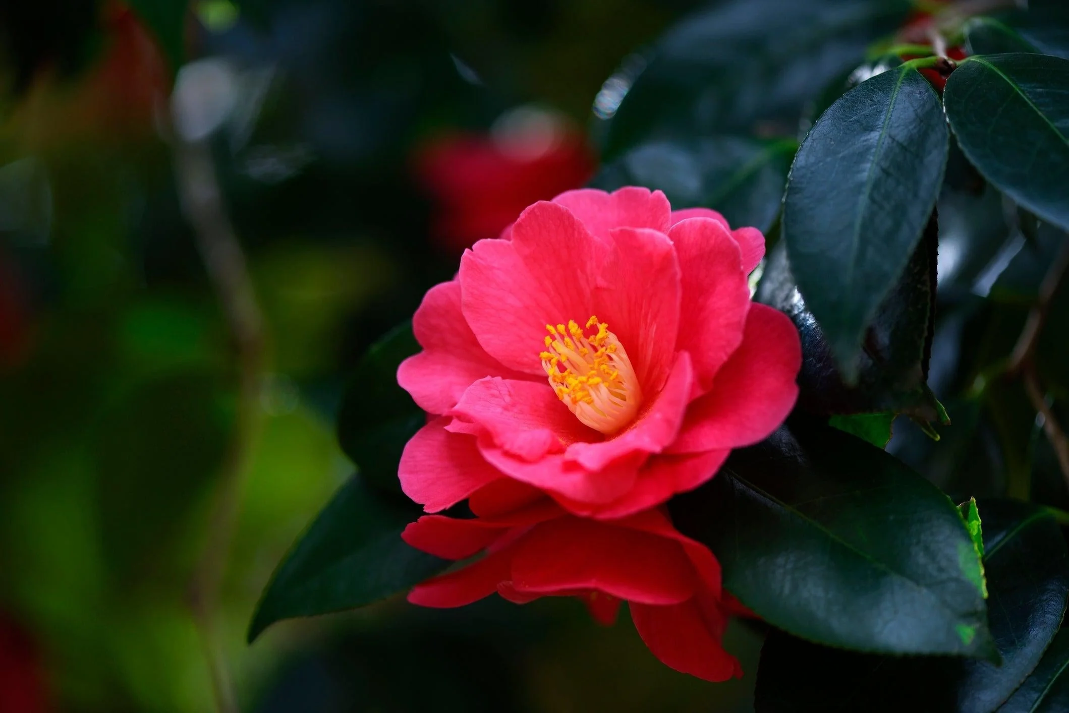 camellia flower in the background for enhanced skin vitality and hydration.