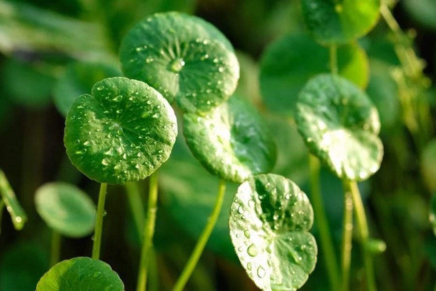 Centella asiatica microbiome active ingredient for soothing skin repair and hydration