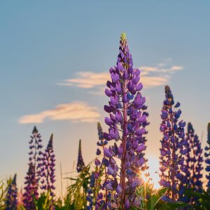 Liriope muscari exosome cosmetic ingredient for hydration barrier support and advanced delivery systems