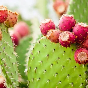 Opuntia exosome cosmetic ingredient for hydration soothing and skin barrier protection