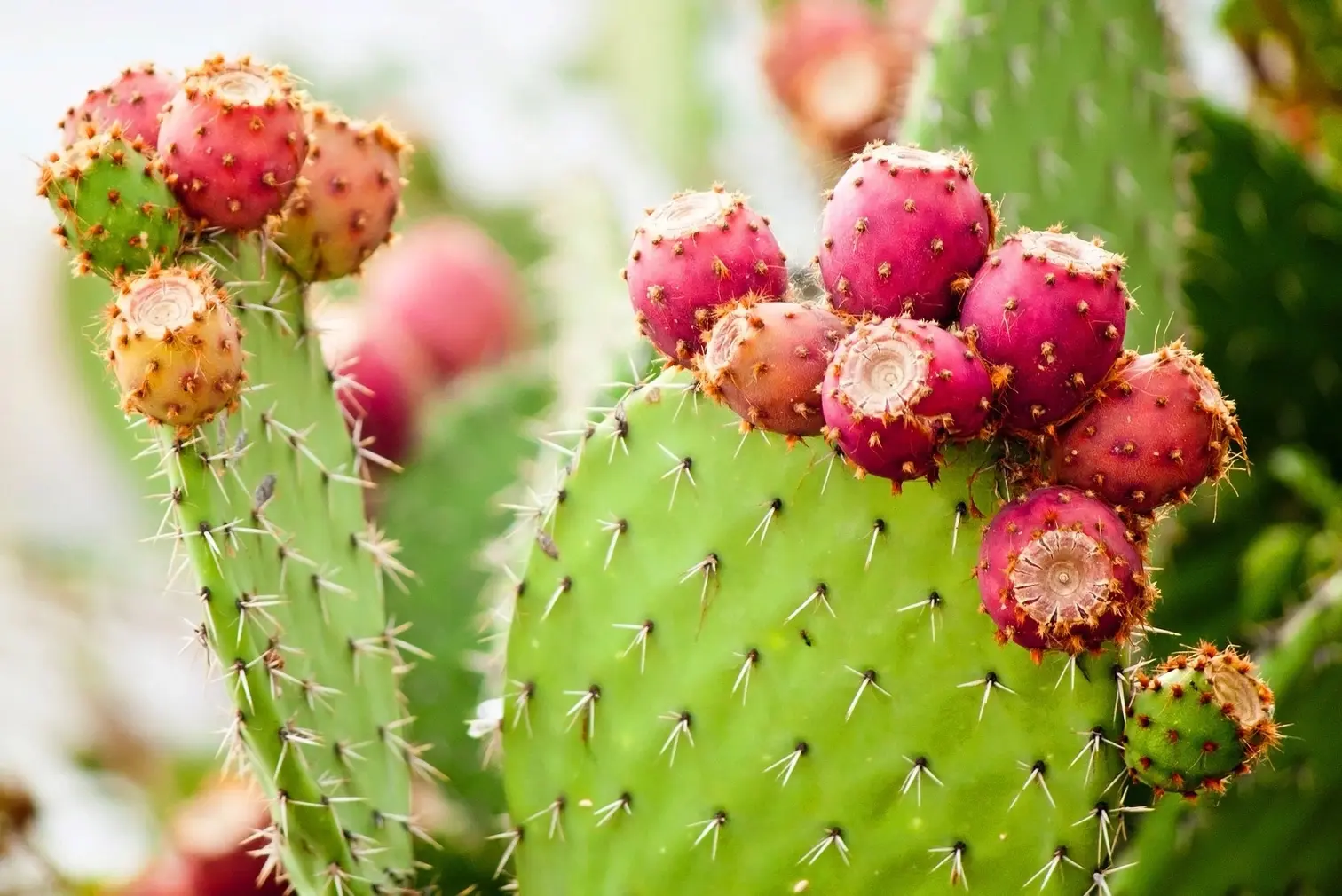 Opuntia exosome cosmetic ingredient for hydration soothing and skin barrier protection