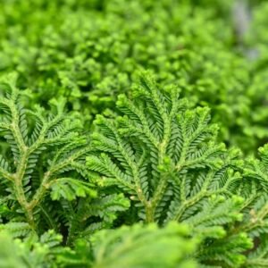 Selaginella exosome cosmetic ingredient for hydration anti stress protection and skin barrier support