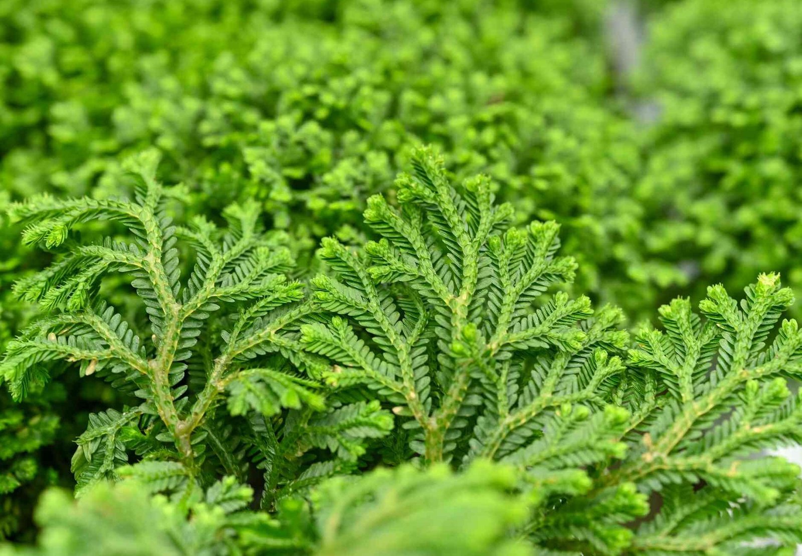 Selaginella exosome cosmetic ingredient for hydration anti stress protection and skin barrier support