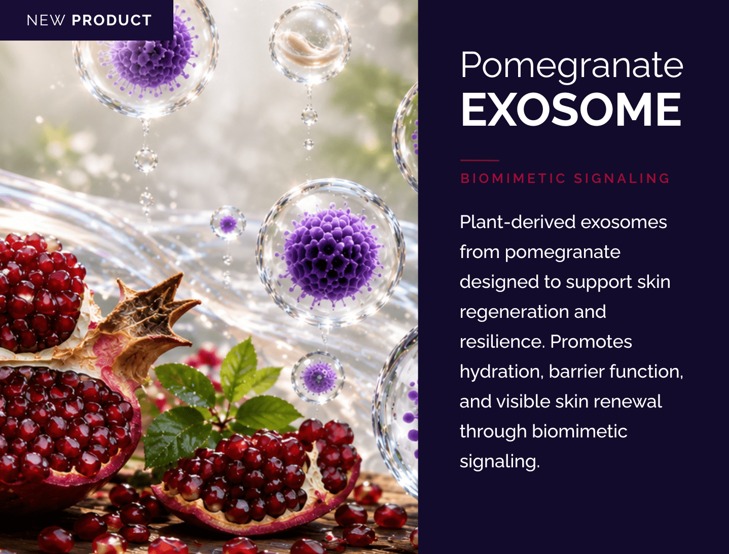 Pomegranate exosome ingredient featuring plant-derived extracellular vesicles designed to support skin regeneration, hydration, barrier function, and biomimetic signaling.